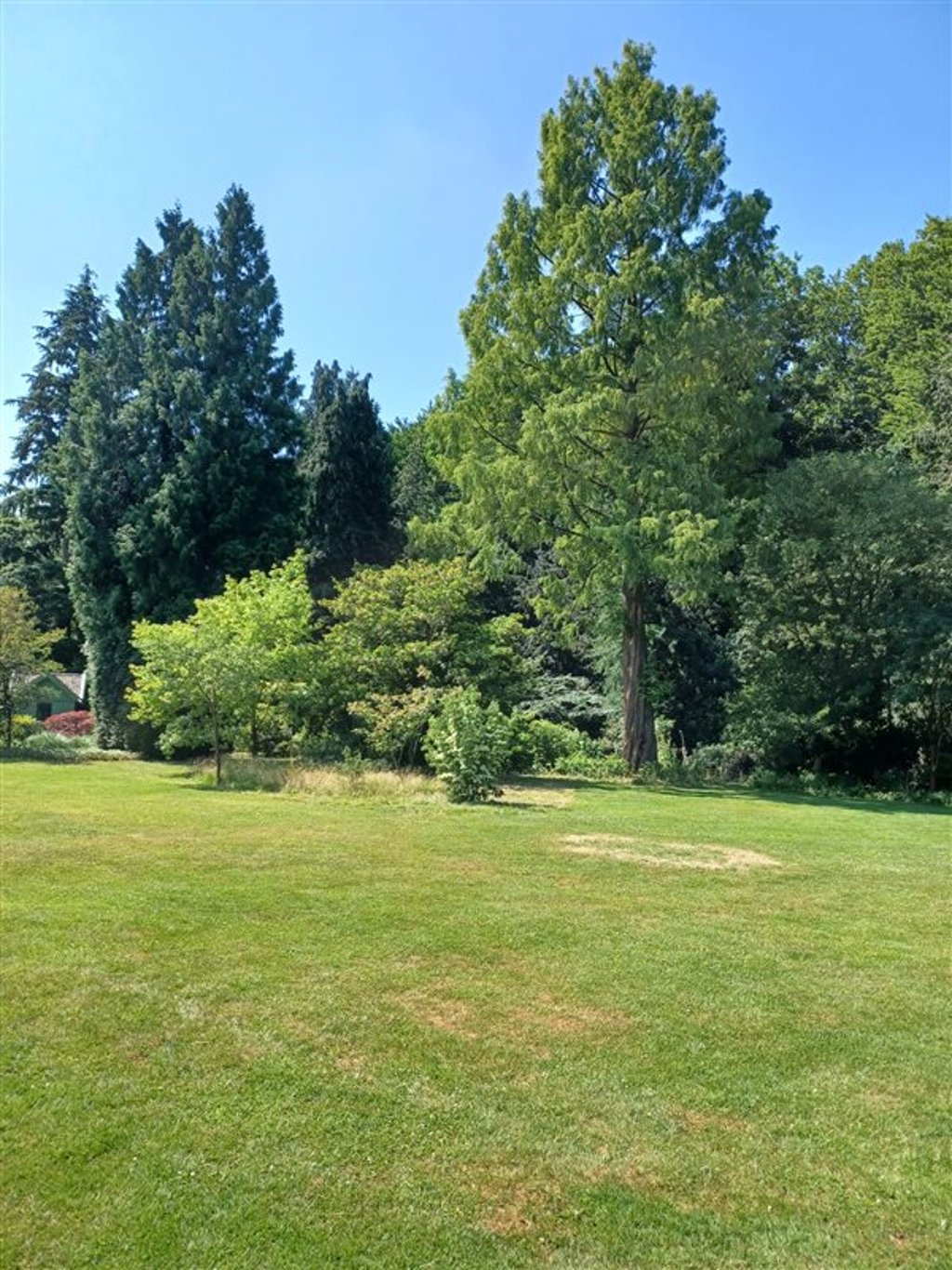 Metasequoia glyptostroboides - C5 80-100 CM